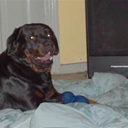 Rottweiler Bamse