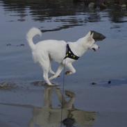 Blanding af racer Pure