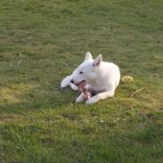 Blanding af racer Pure