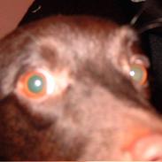 Australsk kelpie Ballou R.I.P