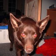 Australsk kelpie Ballou R.I.P