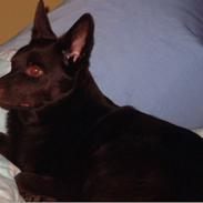 Australsk kelpie Ballou R.I.P