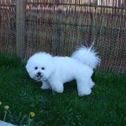 Bichon à poil frisé Lucy star White Nadia 