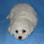 Bichon à poil frisé Lucy star White Nadia 