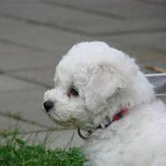 Bichon à poil frisé Lucy star White Nadia 