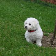 Bichon à poil frisé Lucy star White Nadia 