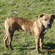 Amerikansk staffordshire terrier Terkil