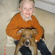 Amerikansk staffordshire terrier Terkil