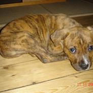 Amerikansk staffordshire terrier Terkil