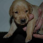 Labrador retriever The Golden Silk<33