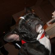 Fransk bulldog Freja