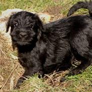 Blanding af racer Valle