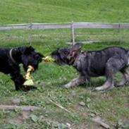 Blanding af racer Valle