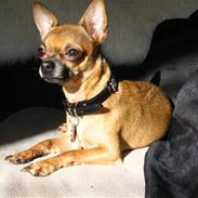 Chihuahua Duddi