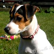 Glathåret foxterrier                »' Kiwi <3