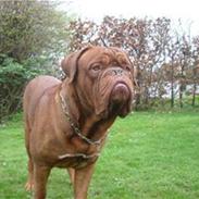 Dogue de bordeaux Santos