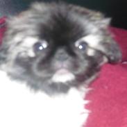 Pekingeser Sally