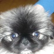 Pekingeser Sally