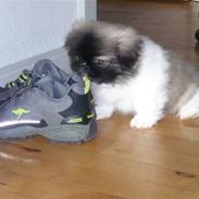 Pekingeser Sally