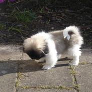 Pekingeser Sally