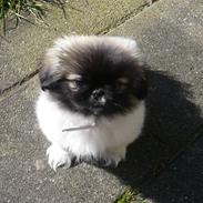 Pekingeser Sally