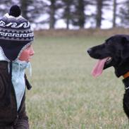 Labrador retriever / Schæferhund Mahjong