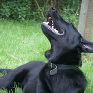 Labrador retriever / Schæferhund Mahjong