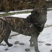Dogo canario Ivana Campeon