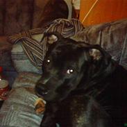 Amerikansk staffordshire terrier Ozzy