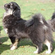 Tibetansk spaniel Sommerlyst's Them-Pa 