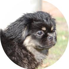 Tibetansk spaniel Sommerlyst's Them-Pa 