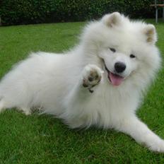 Samojedhund Nico R.I.P 