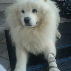 Samojedhund Nico R.I.P 