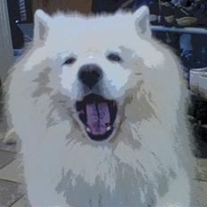 Samojedhund Nico R.I.P 