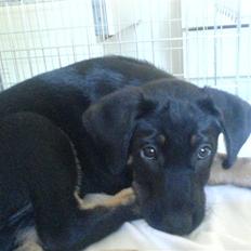 Blanding af racer Lullu