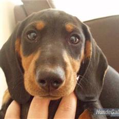 Dværggravhund Freya