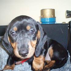 Dværggravhund Freya