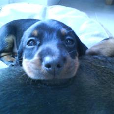 Dværggravhund Freya