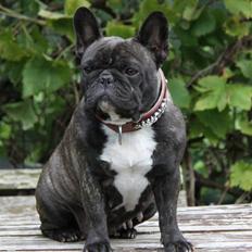 Fransk bulldog Lui Aimeé Coco Chanel