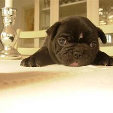 Fransk bulldog Lui Aimeé Coco Chanel