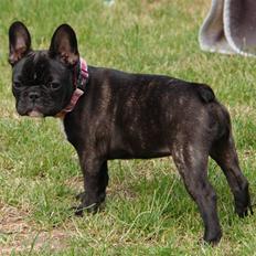 Fransk bulldog Lui Aimeé Coco Chanel