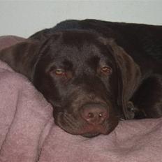 Labrador retriever Anton