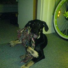 Blanding af racer Lullu