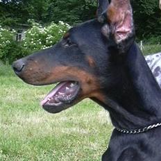 Dobermann chingis Han