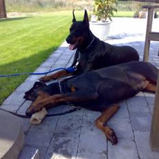 Dobermann chingis Han