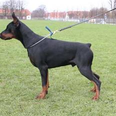 Dobermann chingis Han