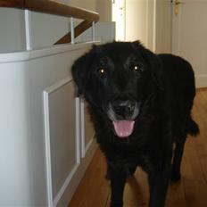 Labrador retriever Waldoph 