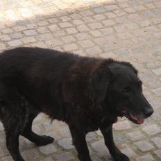 Labrador retriever Waldoph 