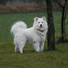 Samojedhund Gizmo