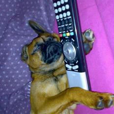 Griffon petit brabancon mingus